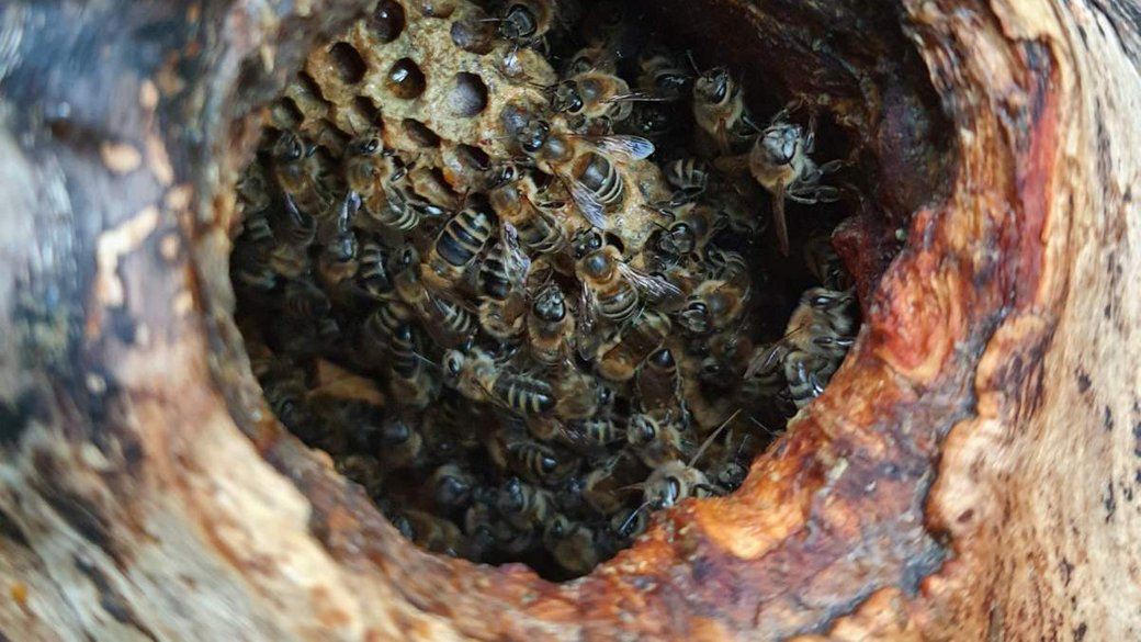 На Волині екологи врятували родину диких бджіл