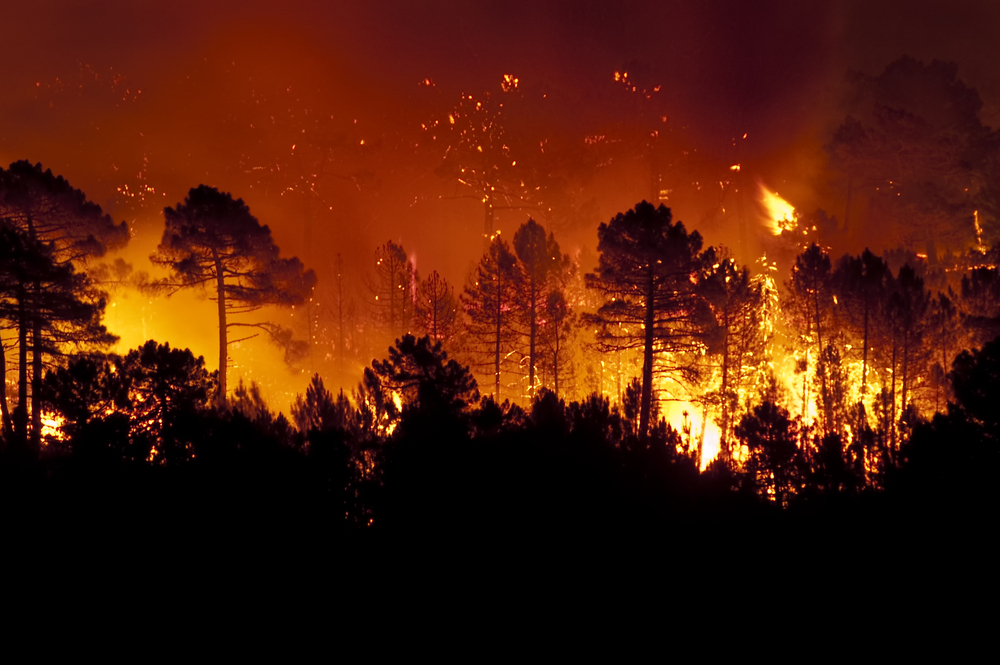 Лісові пожежі у Чилі забрали понад півсотні життів