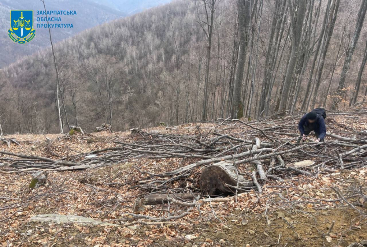 Офіс генпрокурора: через працівників лісгоспів – незаконні рубки дерев на мільйони