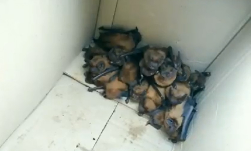 У лікарні на Прикарпатті знайшли велику колонію кажанів
