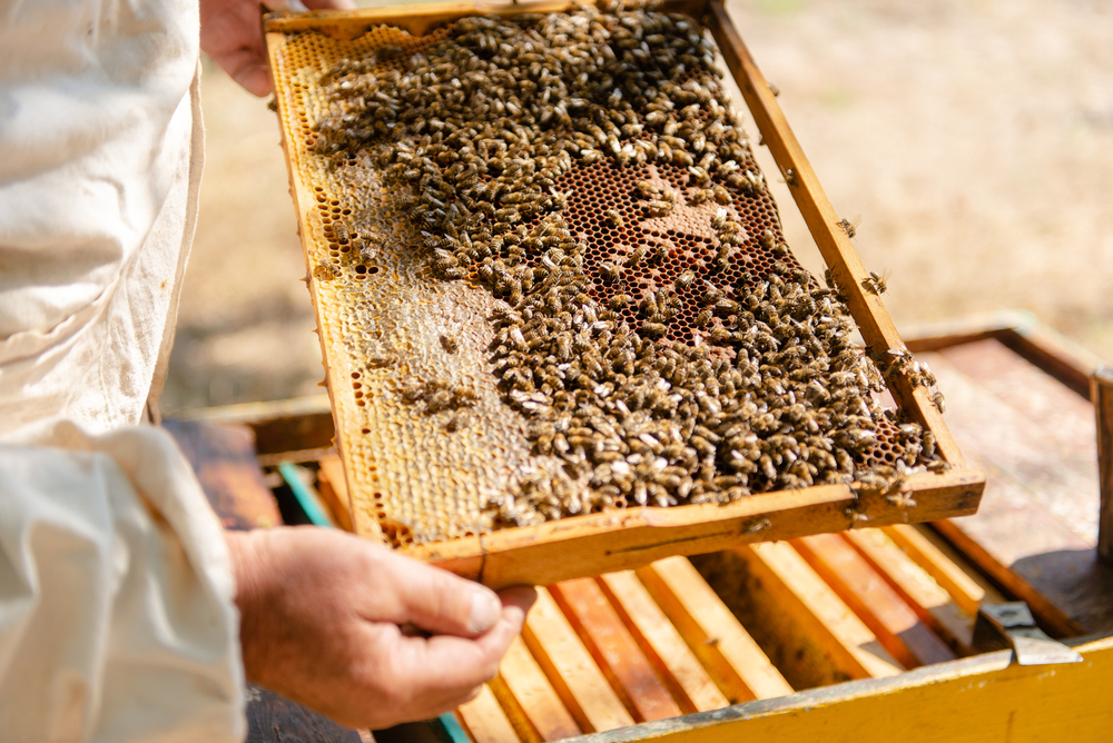 Галузь бджільництва наступного року може скоротитись наполовину