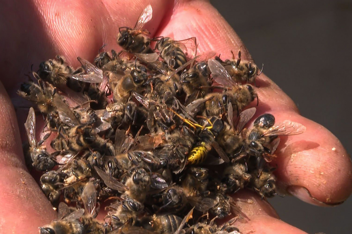 Мільйони бджіл загинули на Львівщині через отруєння забороненим пестицидом