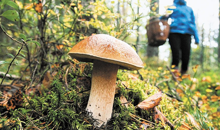 На Львівщині зафіксували перший летальний випадок від отруєння грибами