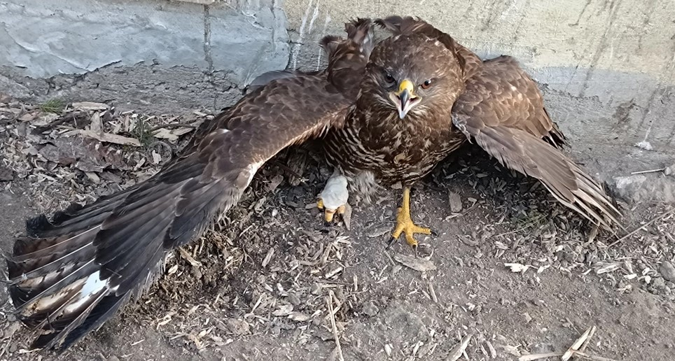Зламав лапу: жителі Перемишлянської громади врятували хижого птаха
