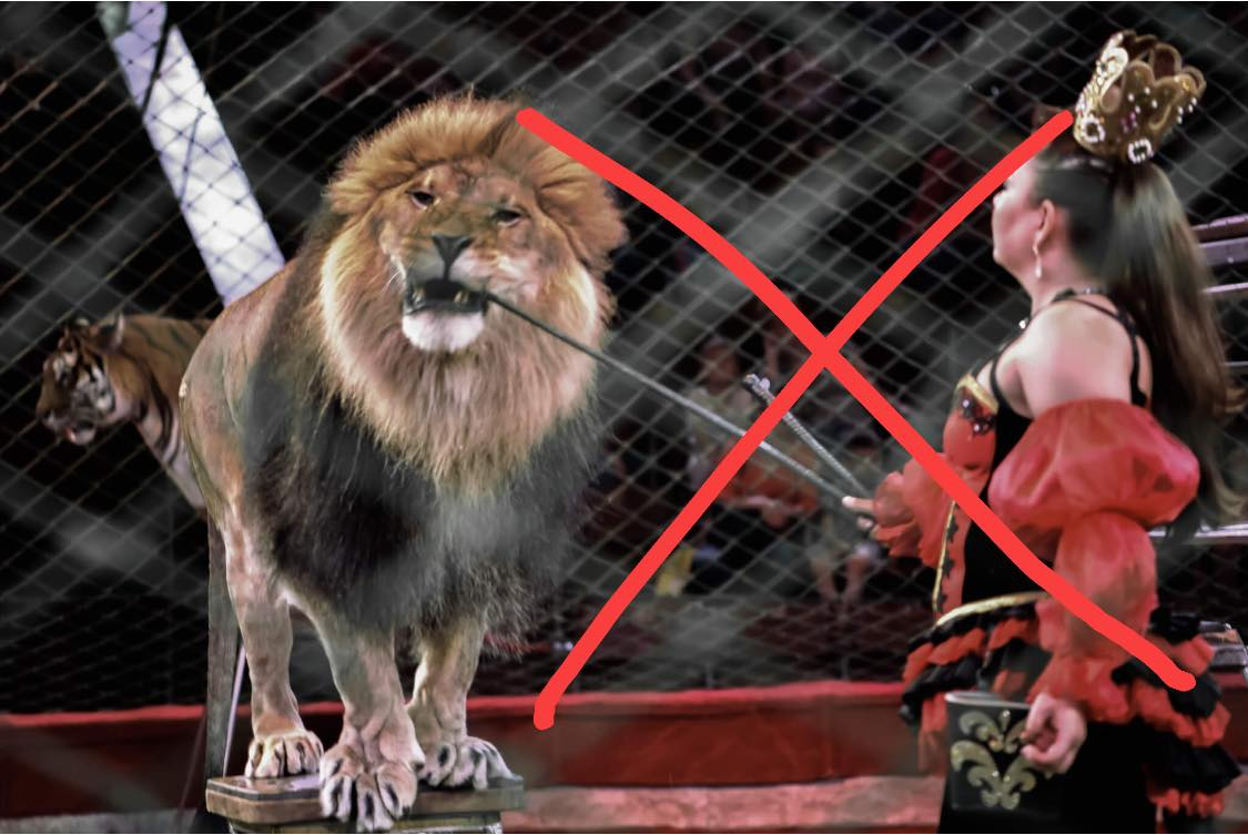 Уряд схвалив заборону використання диких тварин у цирках