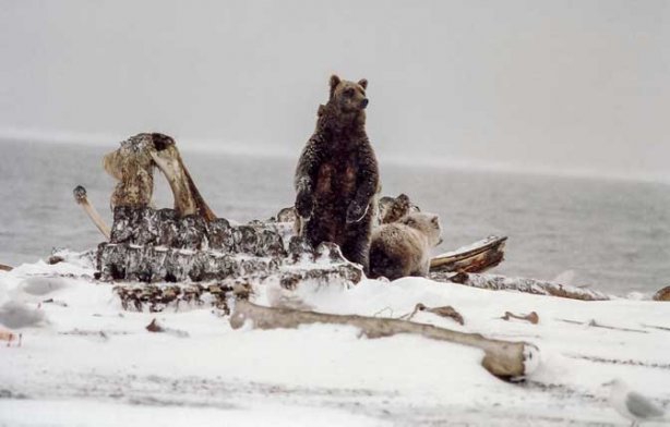 Протистояння грізлі і полярних ведмедів на Алясці
