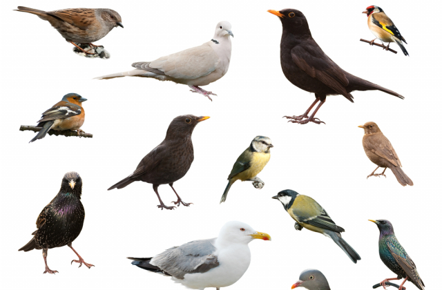 У світі відзначають Міжнародний день птахів