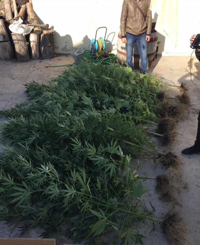 На Одещині правоохоронці затримали місцевого мешканця, який вирощував наркотичні рослини. Фото: ДПСУ