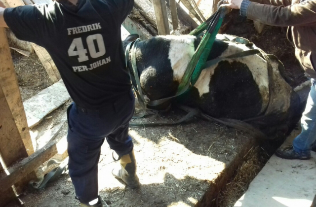 У Дрогобицькому районі корова впала у вигрібну яму