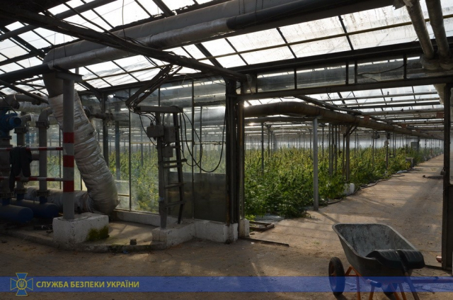 СБУ викрила на Івано-Франківщині плантацію марихуани на 50 млн євро