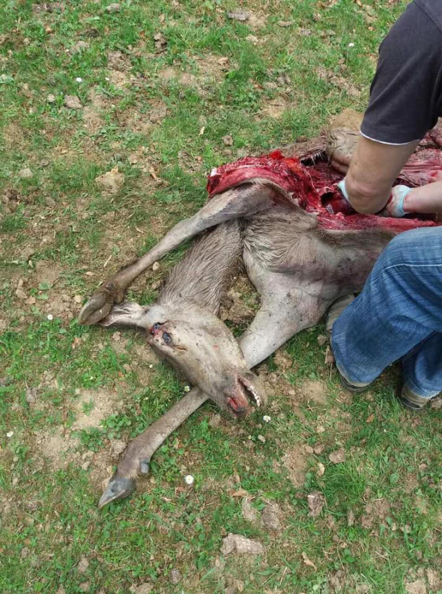 На Закарпатті браконьєри вбили вагітну оленицю