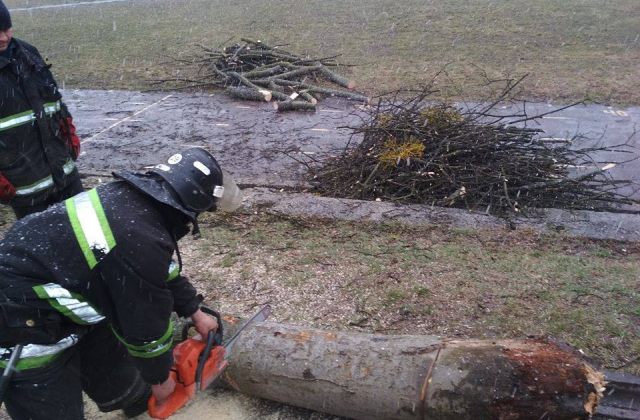 У Львові, на території дитячого садочка, впало дерево