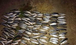 На Одещині затримали браконьєрів з уловом майже на 90 тисяч гривень. Фото: ДПСУ