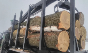У Дніпропетровській області розкрадали червонокнижну деревину