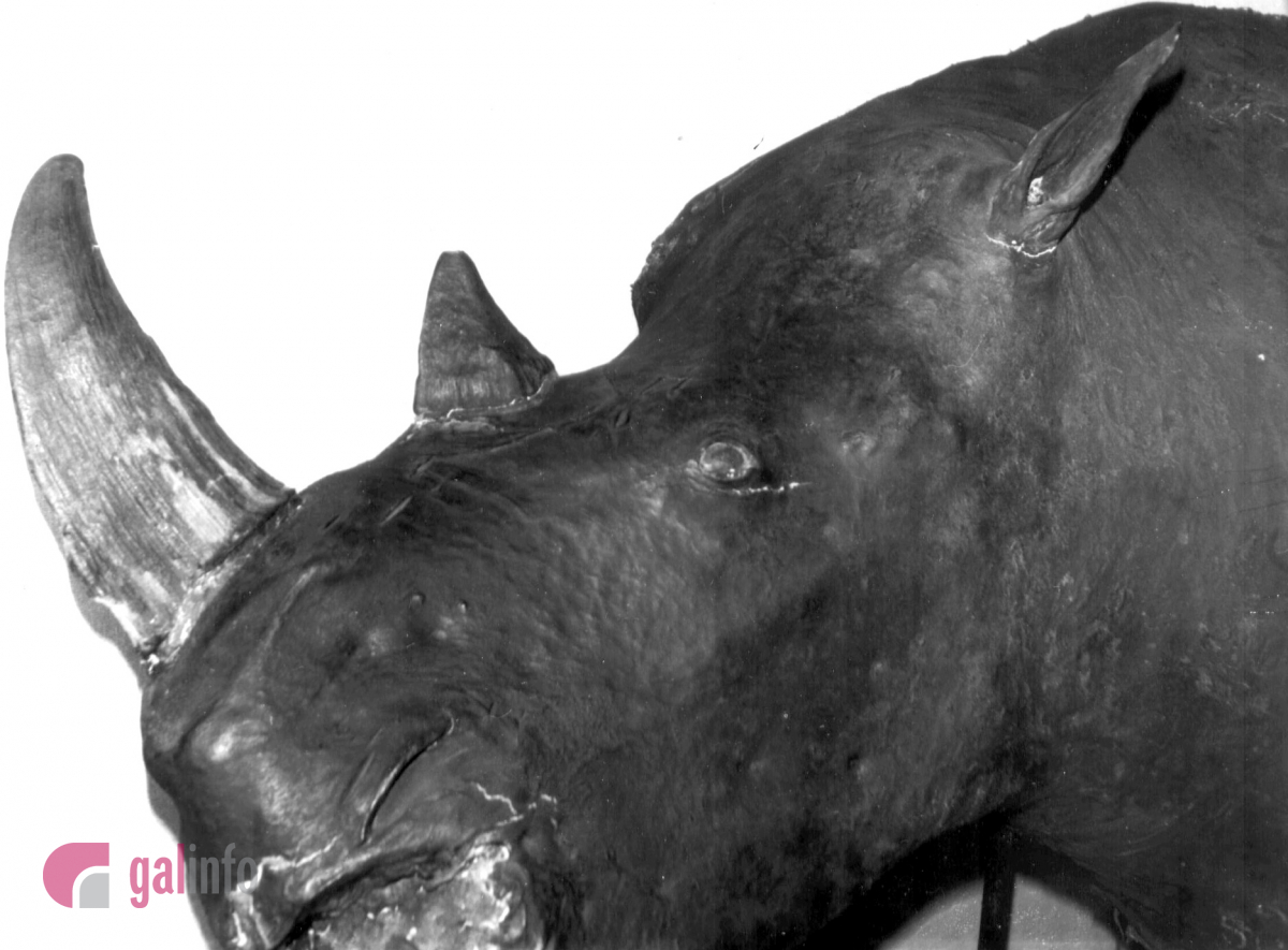 Волохатий носоріг, якого знайшли під час розкопок у с. Старуня.  Фото надані Гал-інфо з архіву Державного природознавчого музею Національної академії наук України.
