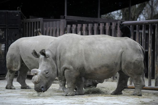 У Америці помер один із чотирьох білих носорогів на світі