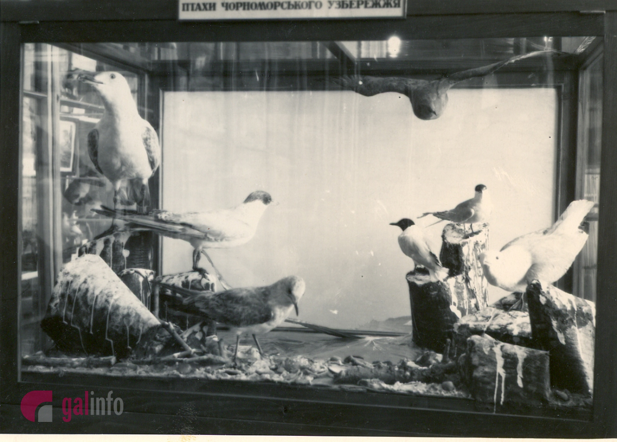 Експозиція 70-80-х років. Фото надані Гал-інфо з архіву Державного природознавчого музею Національної академії наук України.