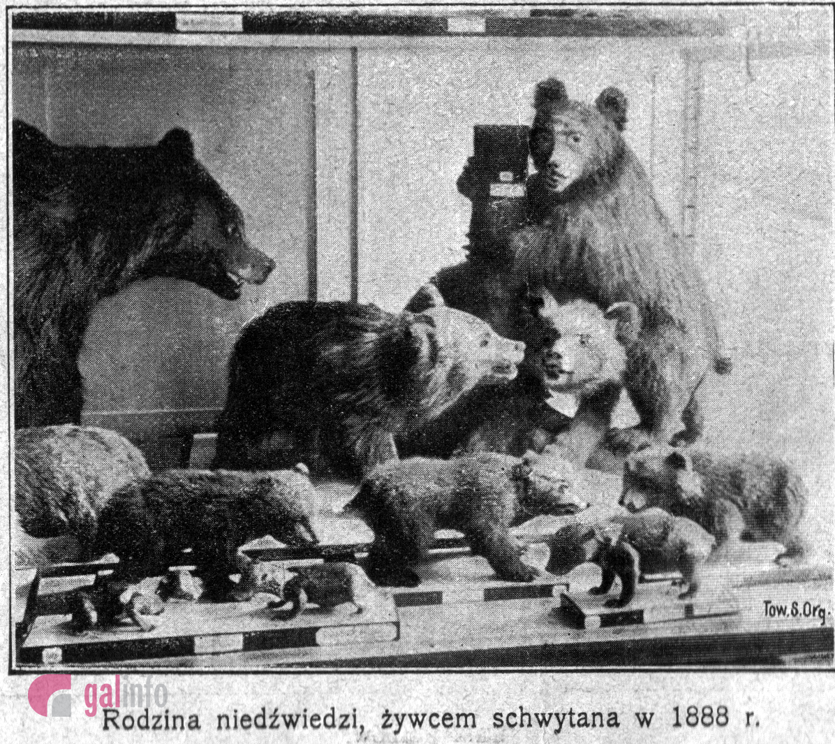 Фото надані Гал-інфо з архіву Державного природознавчого музею Національної академії наук України.