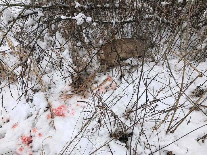 На Львівщині викрили факт незаконного полювання: виявили застрелену козулю (фото 18+)