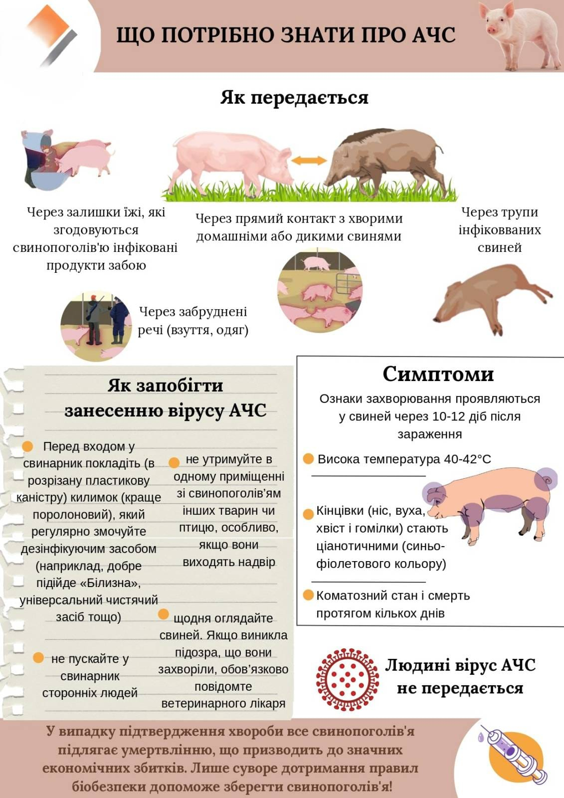 Що необхідно знати про африканську чуму свиней