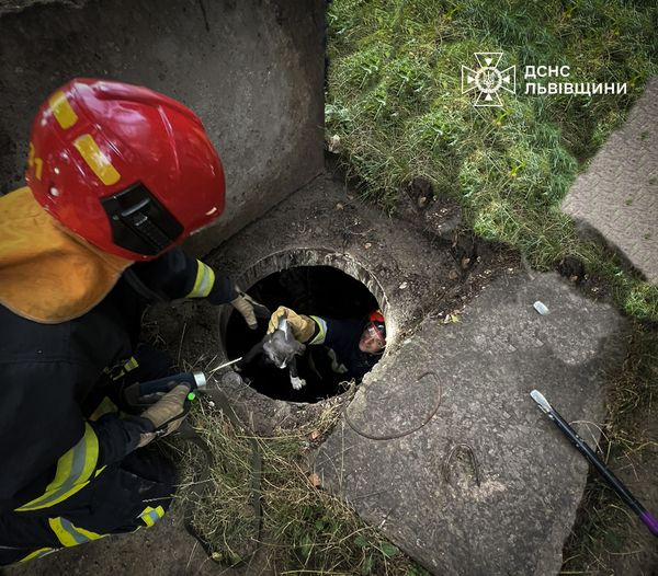 Львівські рятувальники витягнули з каналізації цуценя