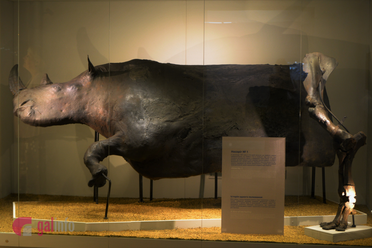 Волохатий носоріг. У Львові відкрили виставку 