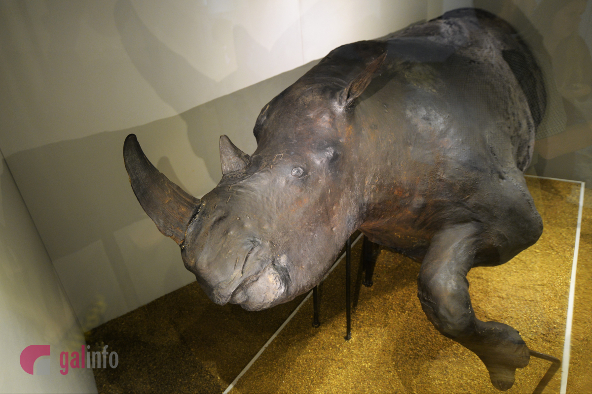 Волохатий носоріг. У Львові відкрили виставку 