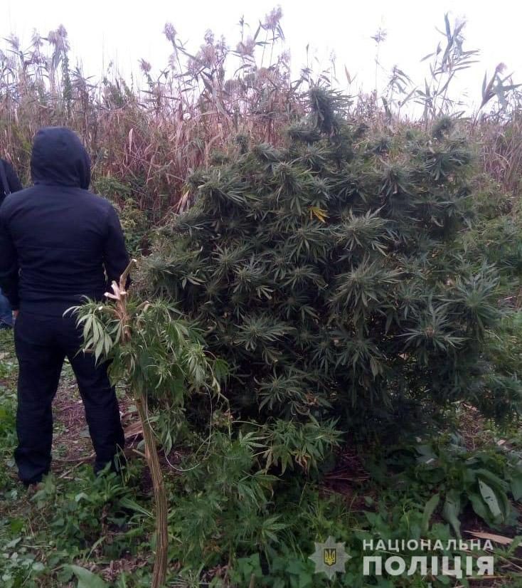Посев конопли в украине марихуана обнаружение в моче