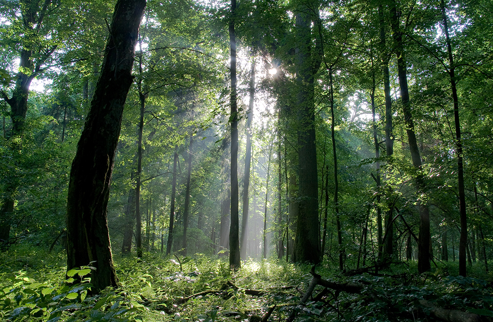У лісі на Львівщині заблукала неповнолітня дівчина
