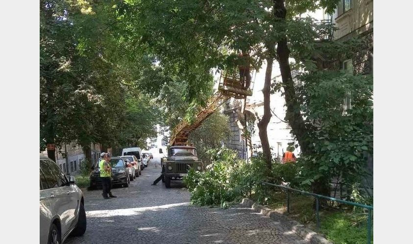 Не паркуйтесь поруч: у Львові проводять санітарну обрізку дерев