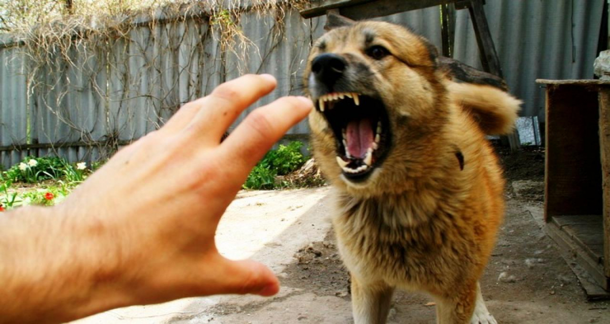 У Дрогобицькій громаді введено карантин через сказ у собаки
