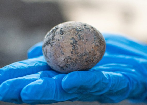 Археологи знайшли в Ізраїлі давнє яйце Фото: Israel Antiquities Authority