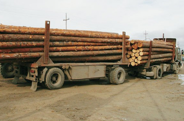 З 1 січня за незаконне вивезення лісоматеріалів – кримінальна відповідальність.