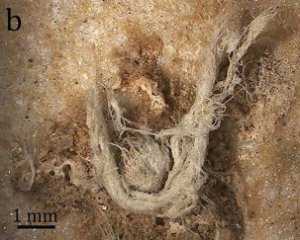 Вчені переконані, що знайшли нитки виготовлені неандертальцями Фото: sciencealert.com