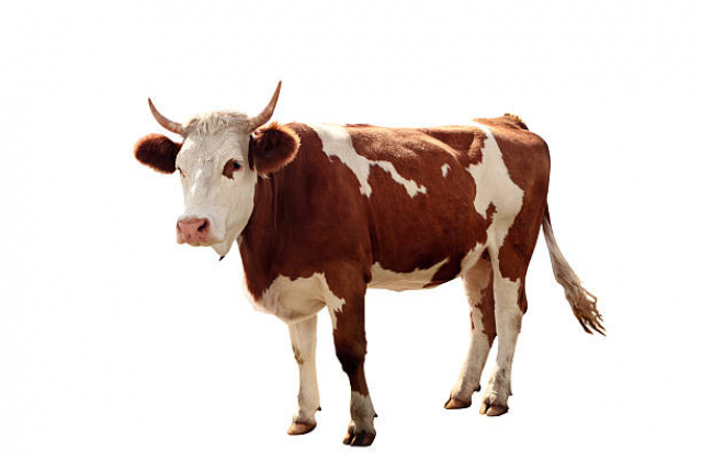 На Золочівщині корова вдарила рогами господаря