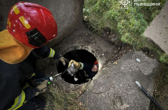Львівські рятувальники витягнули з каналізації цуценя