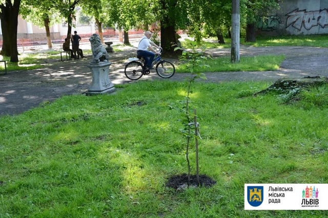 У Замарстинівському сквері висадили перше символічне дерево, ознаменувавши старт його реконструкції
