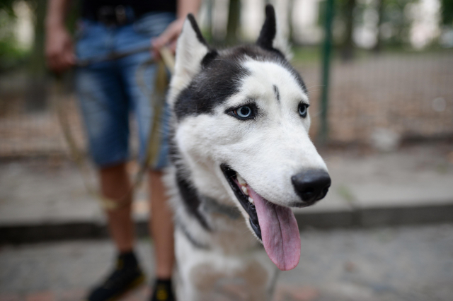 Безкоштовне чіпування собак у парку Франка. Фото: Марія Шевців, Гал-інфо