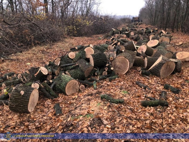 На Харківщині затримали угруповання, яке займалось незаконною вирубкою дерев