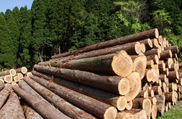 На Львівщині зменшилась незаконна вирубка лісу