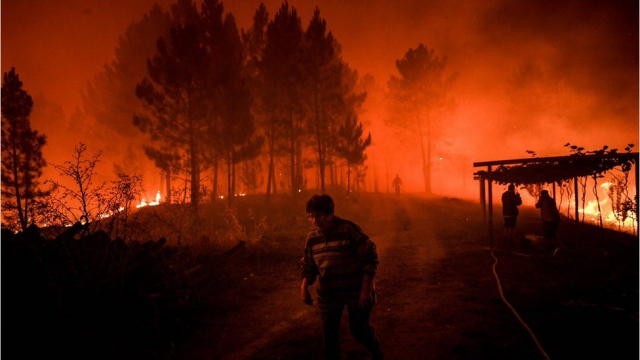 Пожежі в Португалії. Фото: AFP