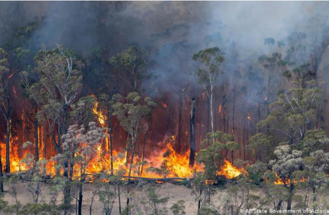 Лісові пожежі наближаються до Сіднея