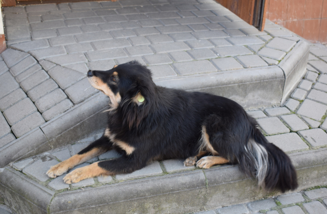 Собачка Принцеса, народжена під пам’ятником-гарматою в Яворові.
