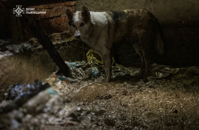 Фото: ДСНС Львівщини