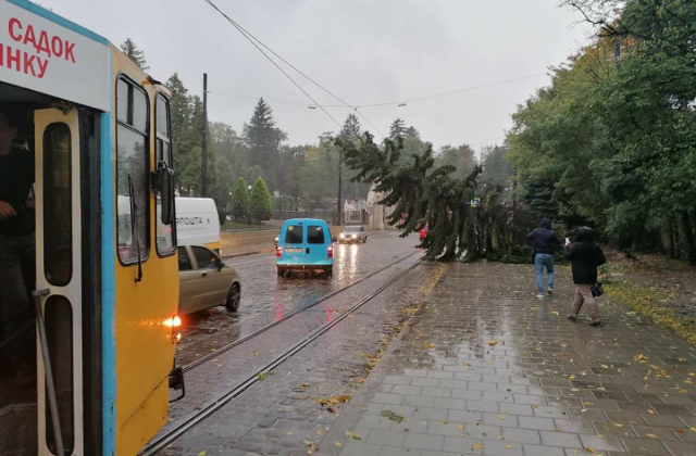 У Львові впало дерево: Фото Львівелектротранс