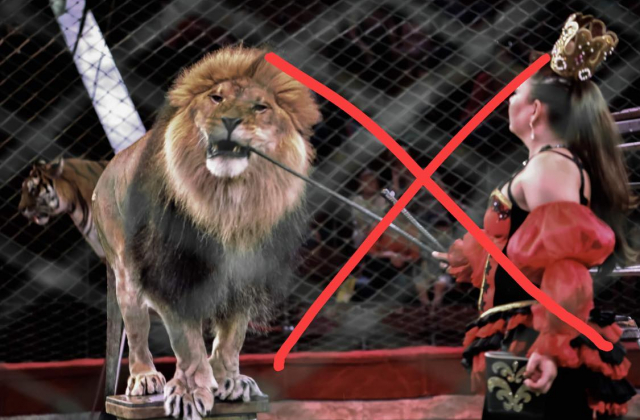 Мінприроди ініціює заборону на використання диких тварин у цирках