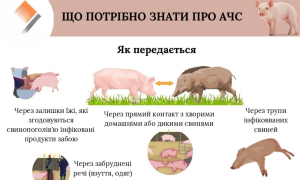 Інфографіка: Головне управління Держпродспоживслужби у Львівській області