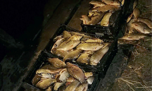 На Одещині затримали браконьєра, який виловив близько півтисячі рибин