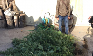 На Одещині правоохоронці затримали місцевого мешканця, який вирощував наркотичні рослини. Фото: ДПСУ
