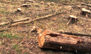 Фото: поліція Львівської області